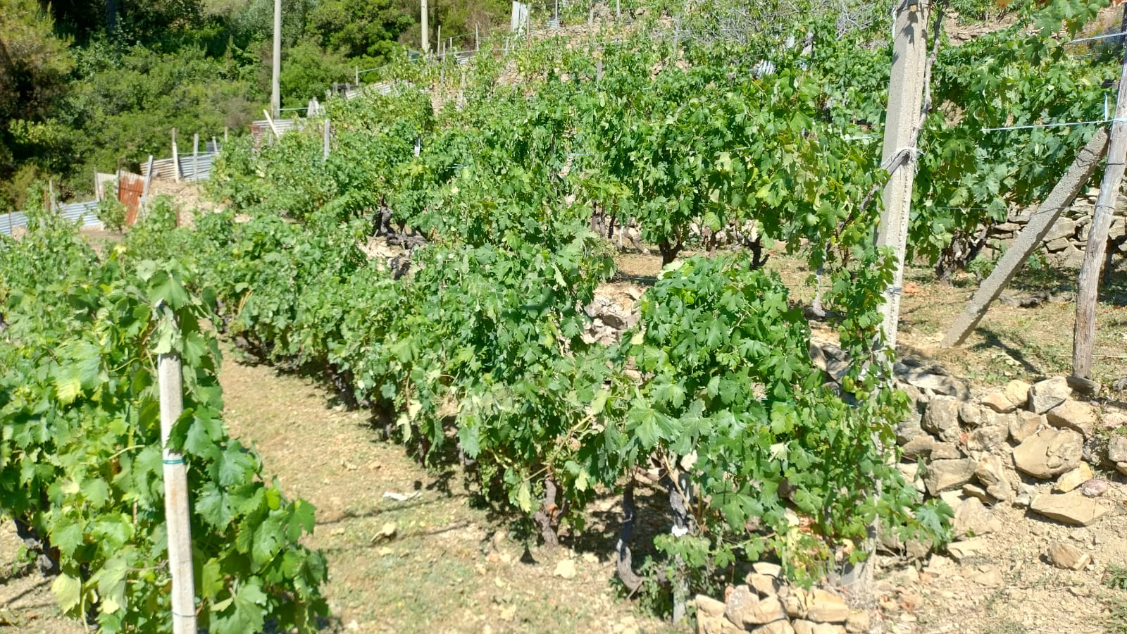 La vigna