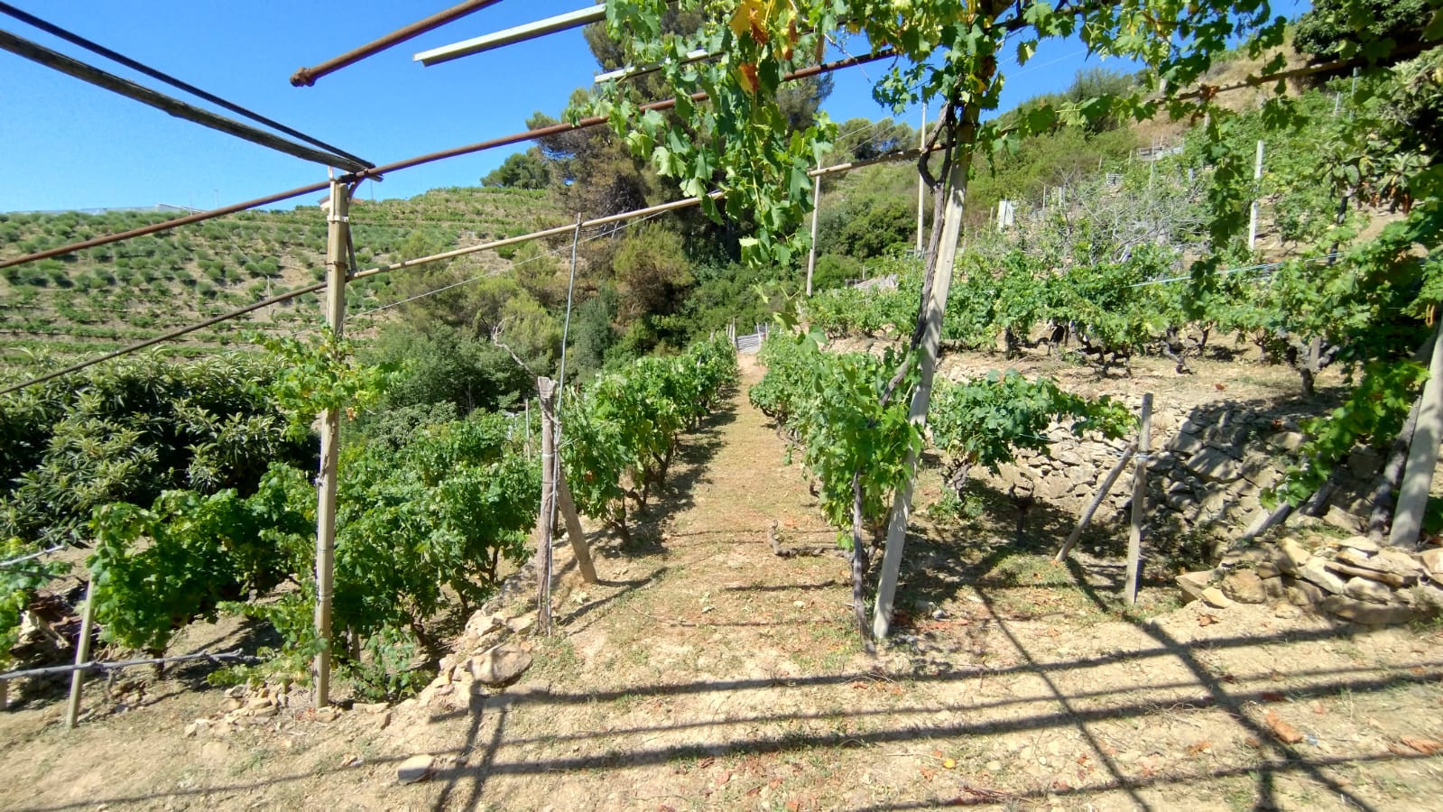 La vigna